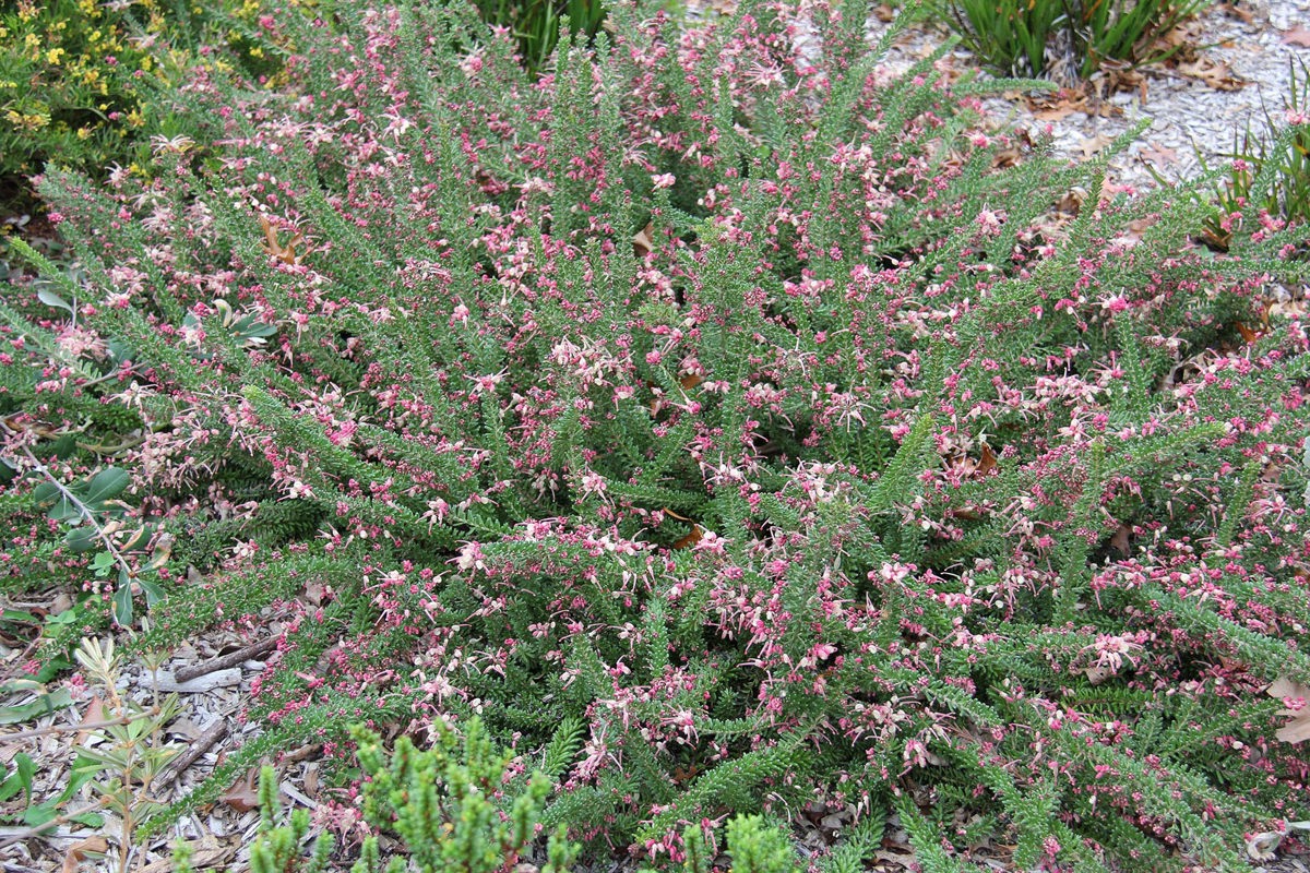 Grevillea lanigera Mt Tamboritha (6).jpg